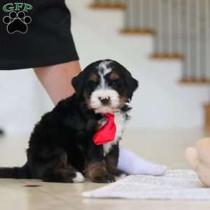 Chico, Mini Bernedoodle Puppy